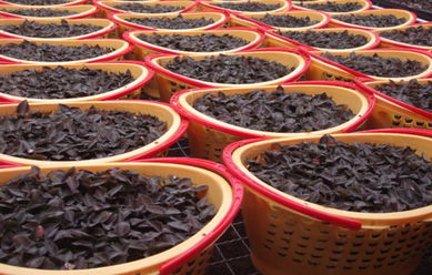 南靖金線蓮 鮮品金草，空運直達，養顏補腎的天然瑰寶